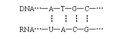 ı: DNAATGC
          
RNAUACG
