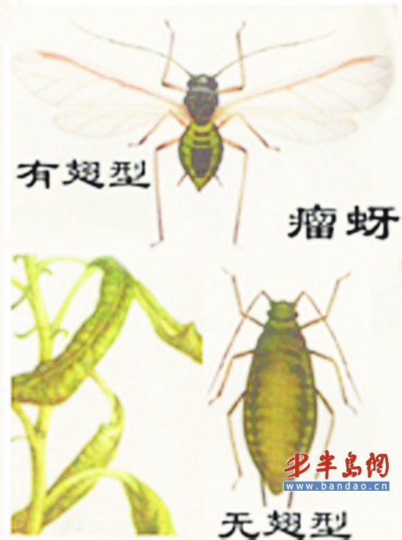 山东:行道树上爬满小虫别怕 不是蜱虫是蚜虫