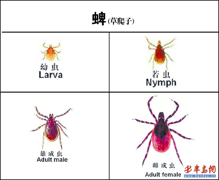 山东:行道树上爬满小虫别怕 不是蜱虫是蚜虫