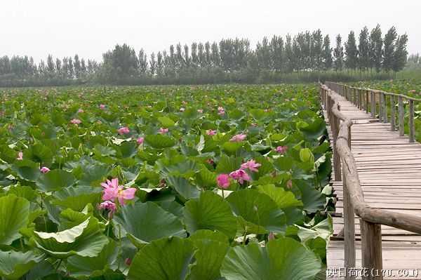 荷花淀传奇