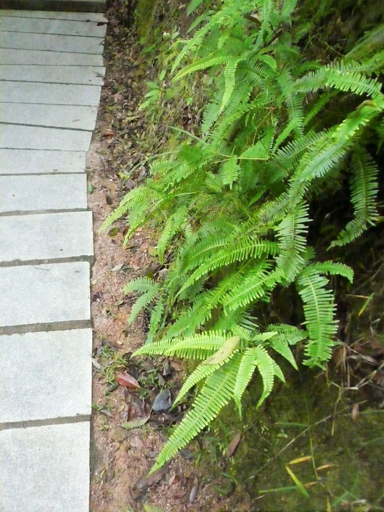 山下兰芽短浸溪 - greennice-smile - to travel hopefully 山下兰芽短浸溪 - greennice-smile - to travel hopefully