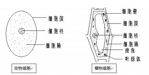 七上总复习资料(教案) - 愚人 - 愚人的博客
