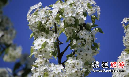 鲜花入菜之：凉拌棠梨花